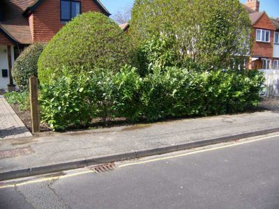 Laurel Hedging and Planting in Woking, Surrey - Instant laurel hedging, grasses and summer flowering shrubs. Garden plants and planting for Surrey and Hampshire - MDB Landscapes