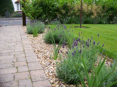 Laurel Hedging and Planting in Woking, Surrey - Instant laurel hedging, grasses and summer flowering shrubs. Garden plants and planting for Surrey and Hampshire - MDB Landscapes