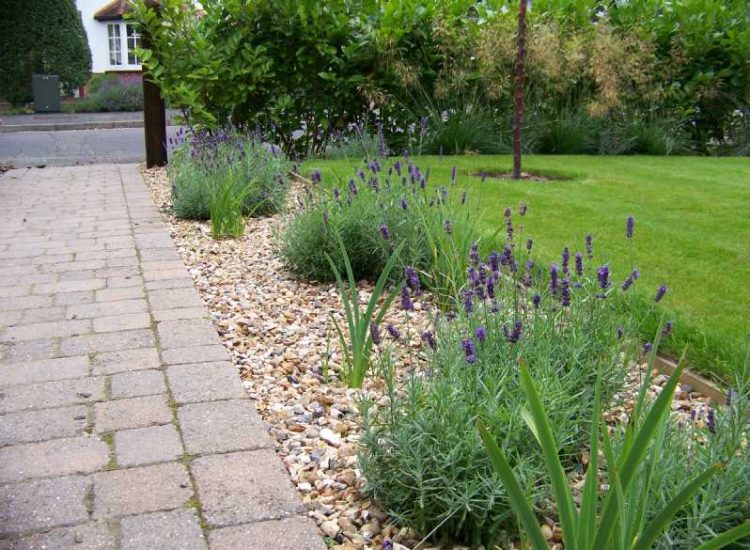Laurel Hedging and Planting in Woking, Surrey - Instant laurel hedging, grasses and summer flowering shrubs. Garden plants and planting for Surrey and Hampshire - MDB Landscapes