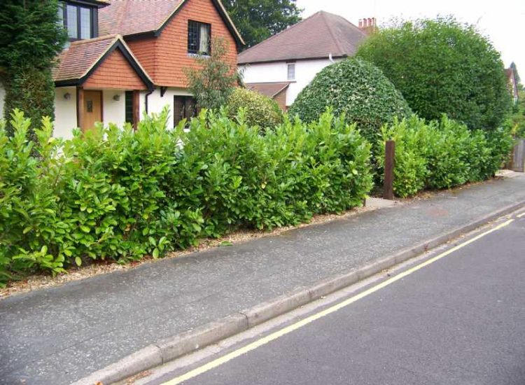 Garden plants and planting for Surrey and Hampshire - MDB Landscapes