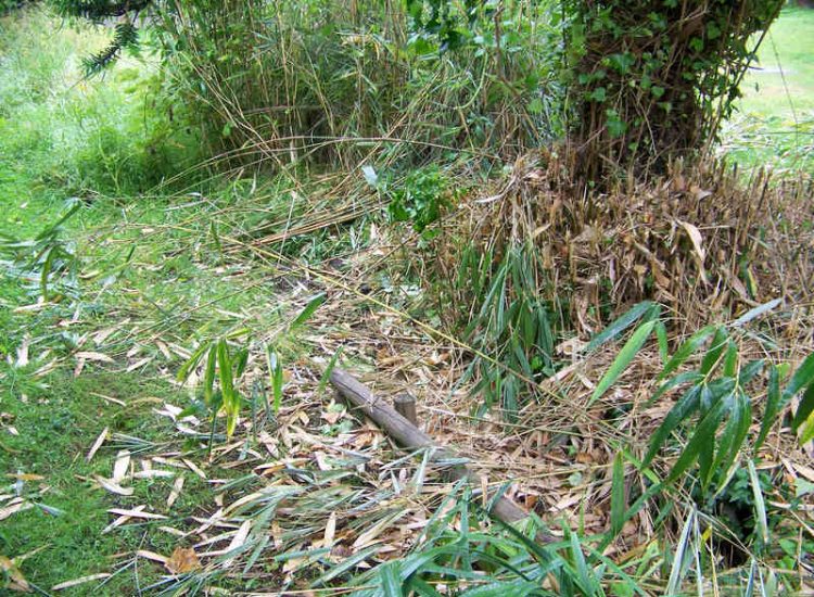 Garden Drainage and Brook Management Worplesdon, Guildford, Surrey - An existing brook had become over grown and blocked with vegetation and silt build up. Brook was cleared, re-ditched, a new under ground pipe installed, surrounding banks and lawns re-turfed and finally construction of a new Oak sleeper bridge to replace the old one. Garden Drainage - MDB Landscapes