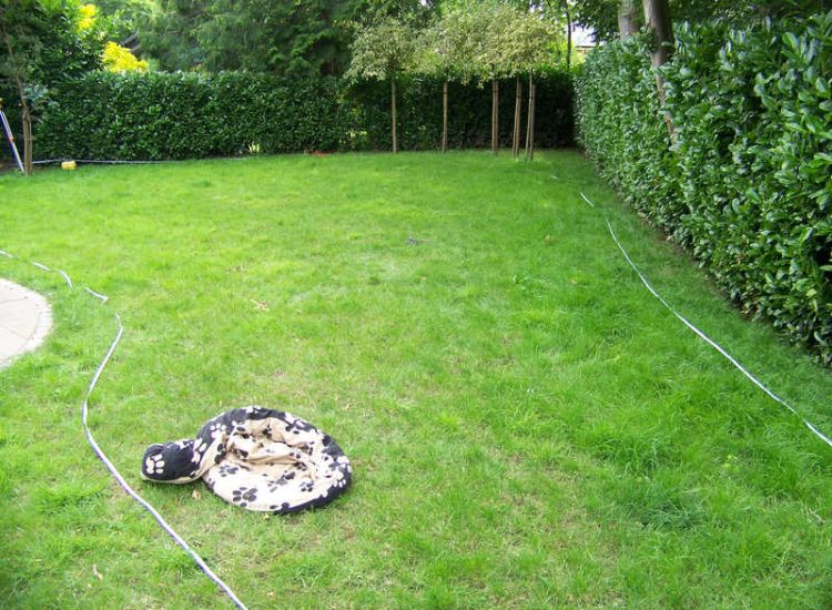 Garden Drainage and New Lawns Claygate, Surrey - A poor soil medium with bad drainage left this garden very difficault to manage and use. Levels were reduced first allowing for the installation of a drainage sytsem followed by a new lawn laid upon new imported soil. Other works here included play areas for the children, tree protection and the raising of Laural hedging due to subsidence. Garden Drainage - MDB Landscapes