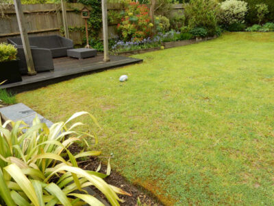 New Lawn in East Horsley, Leatherhead, Surrey - Drainage issues dealt with first here followed by the construction of a new lawn using a Rootzone medium. Lawns & Turfing - MDB Landscapes