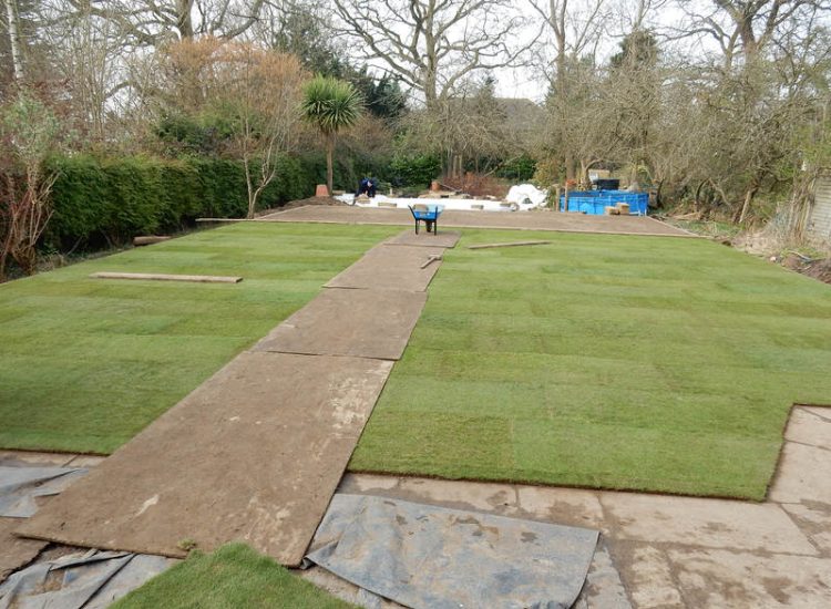 Lawns and Drainage in Guildford, Surrey - Construction of a high grade lawn using a rootzone soil medium after drainage was installed and areas raised. Lawns & Turfing - MDB Landscapes