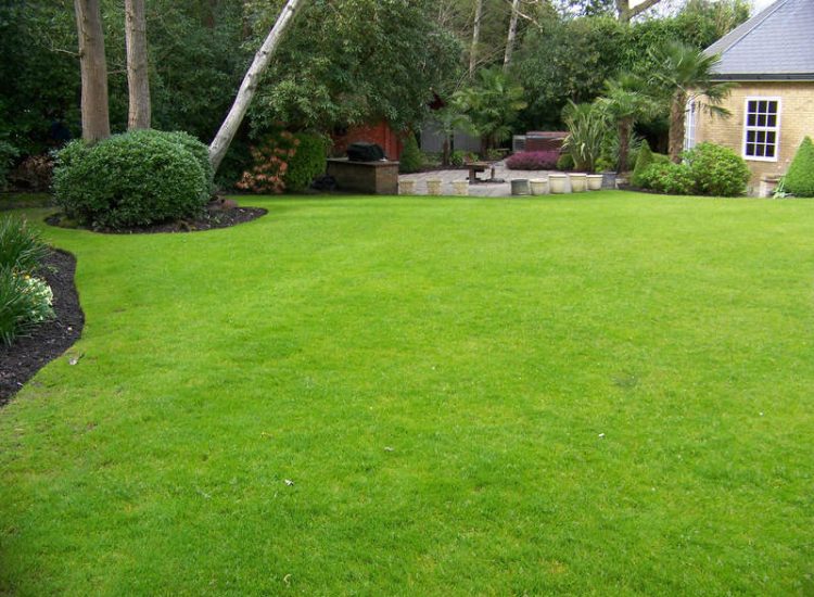 Lawn Construction in Oxshott, Surrey - Large areas of garden lawns struggling with drainage issues. Areas reduced in levels first, land drainage installed followed by the importaion of rootzone and completed areas re-turfed. Lawns & Turfing - MDB Landscapes