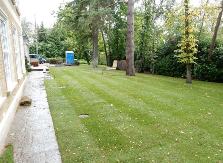 Lawn Construction in Oxshott, Surrey - Large areas of garden lawns struggling with drainage issues. Areas reduced in levels first, land drainage installed followed by the importaion of rootzone and completed areas re-turfed. Lawns & Turfing - MDB Landscapes