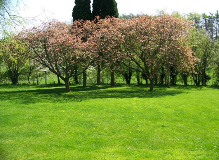 Grass Seeding in Dippenhall, Surrey - Recontouring of large areas of garden with imported topsoil and areas re-seeded on completion. Lawns & Turfing - MDB Landscapes