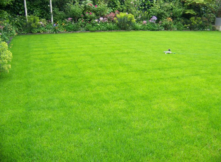 Lawn Drainage London - A poor soil medium left lawn areas very water logged and difficult to manage through out the year. Extensive land drainage was installed, new rootzone medium imported in and lawns re-turfed. Access was also restricted for this project with difficult level changes to contend with. Garden Drainage - MDB Landscapes