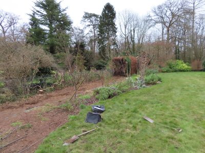 Beech Hedging Planting Bramley, Guildford, Surrey, GU5 - An old and dying section of beech hedging in need of replacement. Beech Hedging Planting Bramley, Guildford, Surrey, GU5 - An old and dying section of beech hedging in need of replacement.