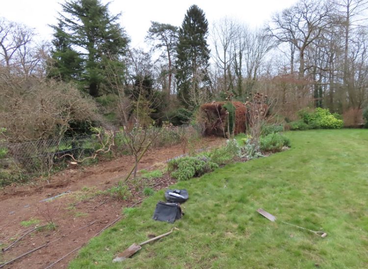 Beech Hedging Planting Bramley, Guildford, Surrey, GU5 - An old and dying section of beech hedging in need of replacement. Beech Hedging Planting Bramley, Guildford, Surrey, GU5 - An old and dying section of beech hedging in need of replacement.