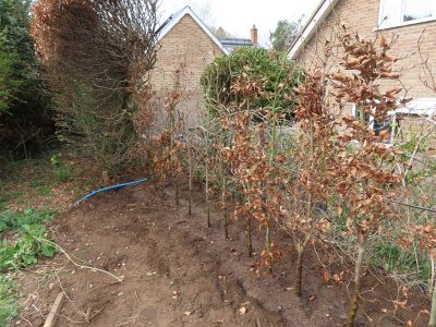 Beech Hedging Planting Bramley, Guildford, Surrey, GU5 - An old and dying section of beech hedging in need of replacement. Beech Hedging Planting Bramley, Guildford, Surrey, GU5 - An old and dying section of beech hedging in need of replacement.