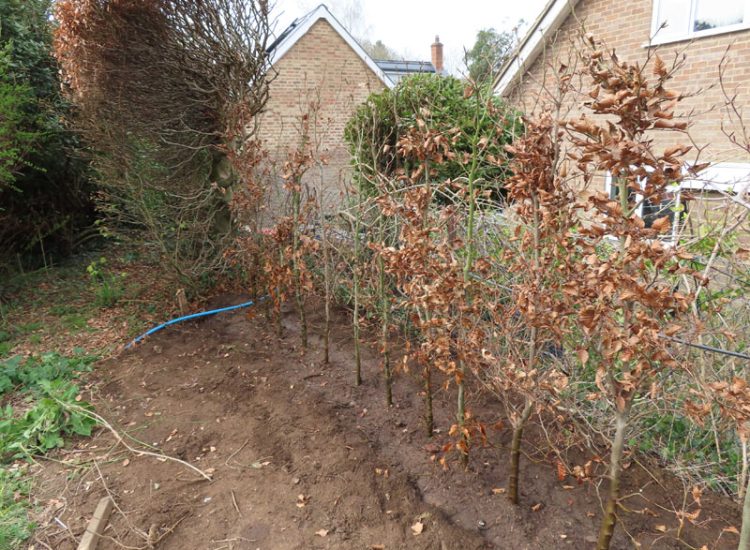 Beech Hedging Planting Bramley, Guildford, Surrey, GU5 - An old and dying section of beech hedging in need of replacement. Beech Hedging Planting Bramley, Guildford, Surrey, GU5 - An old and dying section of beech hedging in need of replacement.
