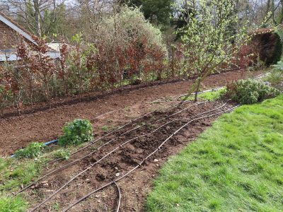 Beech Hedging Planting Bramley, Guildford, Surrey, GU5 - An old and dying section of beech hedging in need of replacement. Beech Hedging Planting Bramley, Guildford, Surrey, GU5 - An old and dying section of beech hedging in need of replacement.
