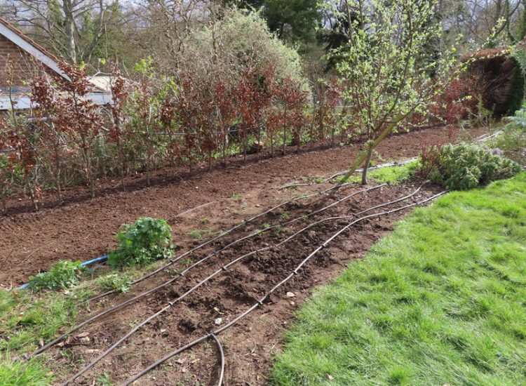 Beech Hedging Planting Bramley, Guildford, Surrey, GU5 - An old and dying section of beech hedging in need of replacement. Beech Hedging Planting Bramley, Guildford, Surrey, GU5 - An old and dying section of beech hedging in need of replacement.