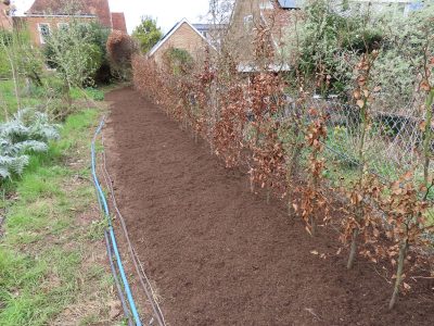 Beech Hedging Planting Bramley, Guildford, Surrey, GU5 - An old and dying section of beech hedging in need of replacement. Beech Hedging Planting Bramley, Guildford, Surrey, GU5 - An old and dying section of beech hedging in need of replacement.