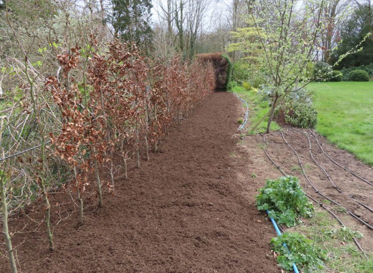 Beech Hedging Planting Bramley, Guildford, Surrey, GU5 - An old and dying section of beech hedging in need of replacement.