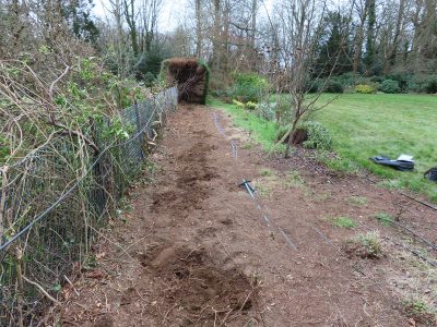 Beech Hedging Planting Bramley, Guildford, Surrey, GU5 - An old and dying section of beech hedging in need of replacement. Beech Hedging Planting Bramley, Guildford, Surrey, GU5 - An old and dying section of beech hedging in need of replacement.