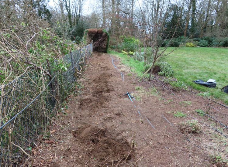 Beech Hedging Planting Bramley, Guildford, Surrey, GU5 - An old and dying section of beech hedging in need of replacement. Beech Hedging Planting Bramley, Guildford, Surrey, GU5 - An old and dying section of beech hedging in need of replacement.