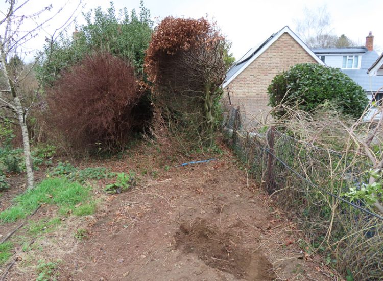 Beech Hedging Planting Bramley, Guildford, Surrey, GU5 - An old and dying section of beech hedging in need of replacement. Beech Hedging Planting Bramley, Guildford, Surrey, GU5 - An old and dying section of beech hedging in need of replacement.