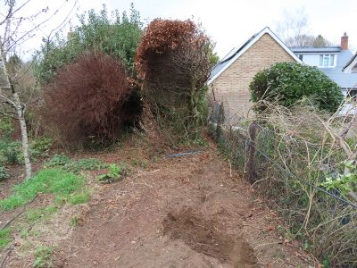 Beech Hedging Planting Bramley, Guildford, Surrey, GU5 - An old and dying section of beech hedging in need of replacement. Beech Hedging Planting Bramley, Guildford, Surrey, GU5 - An old and dying section of beech hedging in need of replacement.