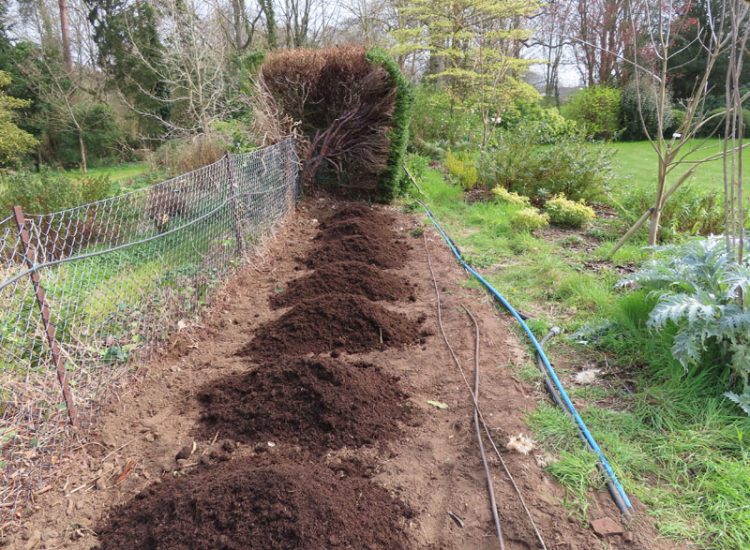 Beech Hedging Planting Bramley, Guildford, Surrey, GU5 - An old and dying section of beech hedging in need of replacement. Beech Hedging Planting Bramley, Guildford, Surrey, GU5 - An old and dying section of beech hedging in need of replacement.