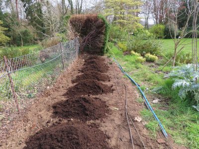 Beech Hedging Planting Bramley, Guildford, Surrey, GU5 - An old and dying section of beech hedging in need of replacement. Beech Hedging Planting Bramley, Guildford, Surrey, GU5 - An old and dying section of beech hedging in need of replacement.