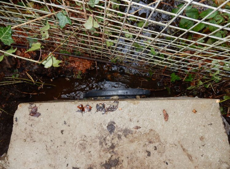 Lawn Drainage with Ditch Management Bramley, Guildford, Surrey, GU5 - Runoff from adjacent fields and neighbouring scrubland with flooding issues causing a permently boggy rear garden lawn. Lawn Drainage with Ditch Management Bramley, Guildford, Surrey, GU5 - Runoff from adjacent fields and neighbouring scrubland with flooding issues causing a permently boggy rear garden lawn.