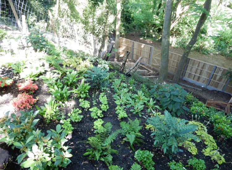 Garden Planting Farnham, Surrey, GU9 - Three areas of planting for this extensive project, embankment planting, rear garden and front driveway areas. Garden Planting Farnham, Surrey, GU9 - Three areas of planting for this extensive project, embankment planting, rear garden and front driveway areas.