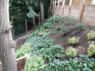 Garden Planting Farnham, Surrey, GU9 - Three areas of planting for this extensive project, embankment planting, rear garden and front driveway areas. Garden Planting Farnham, Surrey, GU9 - Three areas of planting for this extensive project, embankment planting, rear garden and front driveway areas.