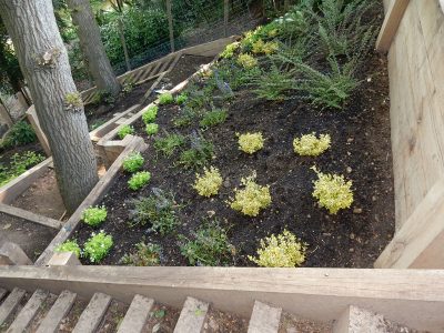 Garden Planting Farnham, Surrey, GU9 - Three areas of planting for this extensive project, embankment planting, rear garden and front driveway areas. Garden Planting Farnham, Surrey, GU9 - Three areas of planting for this extensive project, embankment planting, rear garden and front driveway areas.