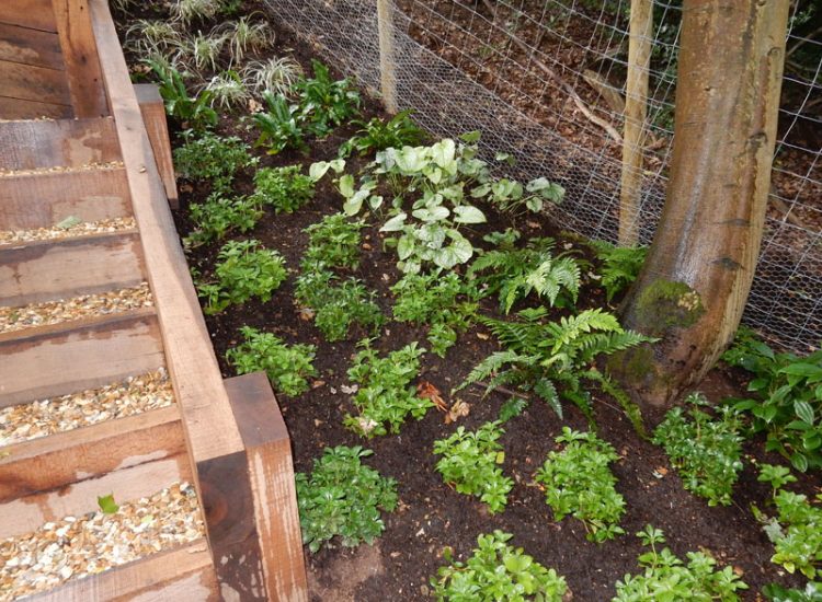 Garden Planting Farnham, Surrey, GU9 - Three areas of planting for this extensive project, embankment planting, rear garden and front driveway areas. Garden Planting Farnham, Surrey, GU9 - Three areas of planting for this extensive project, embankment planting, rear garden and front driveway areas.