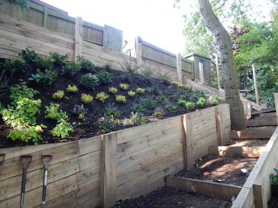 Garden Planting Farnham, Surrey, GU9 - Three areas of planting for this extensive project, embankment planting, rear garden and front driveway areas. Garden Planting Farnham, Surrey, GU9 - Three areas of planting for this extensive project, embankment planting, rear garden and front driveway areas.