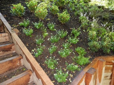 Garden Planting Farnham, Surrey, GU9 - Three areas of planting for this extensive project, embankment planting, rear garden and front driveway areas. Garden Planting Farnham, Surrey, GU9 - Three areas of planting for this extensive project, embankment planting, rear garden and front driveway areas.