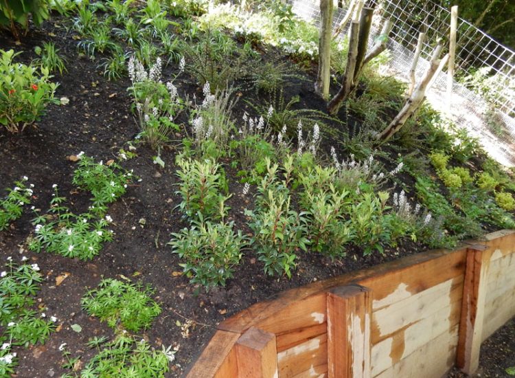 Garden Planting Farnham, Surrey, GU9 - Three areas of planting for this extensive project, embankment planting, rear garden and front driveway areas. Garden Planting Farnham, Surrey, GU9 - Three areas of planting for this extensive project, embankment planting, rear garden and front driveway areas.