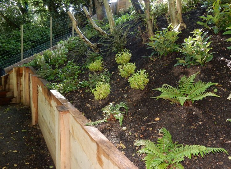 Garden Planting Farnham, Surrey, GU9 - Three areas of planting for this extensive project, embankment planting, rear garden and front driveway areas. Garden Planting Farnham, Surrey, GU9 - Three areas of planting for this extensive project, embankment planting, rear garden and front driveway areas.