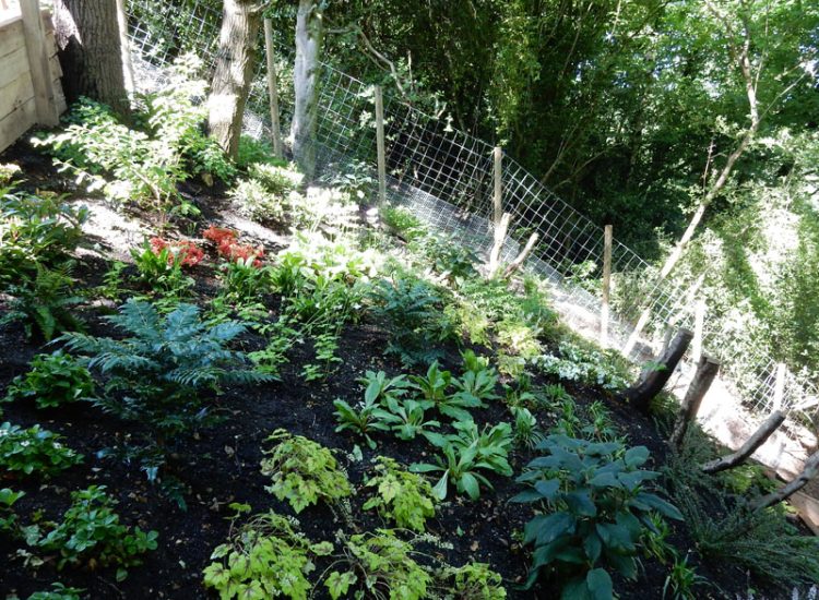 Garden Planting Farnham, Surrey, GU9 - Three areas of planting for this extensive project, embankment planting, rear garden and front driveway areas. Garden Planting Farnham, Surrey, GU9 - Three areas of planting for this extensive project, embankment planting, rear garden and front driveway areas.