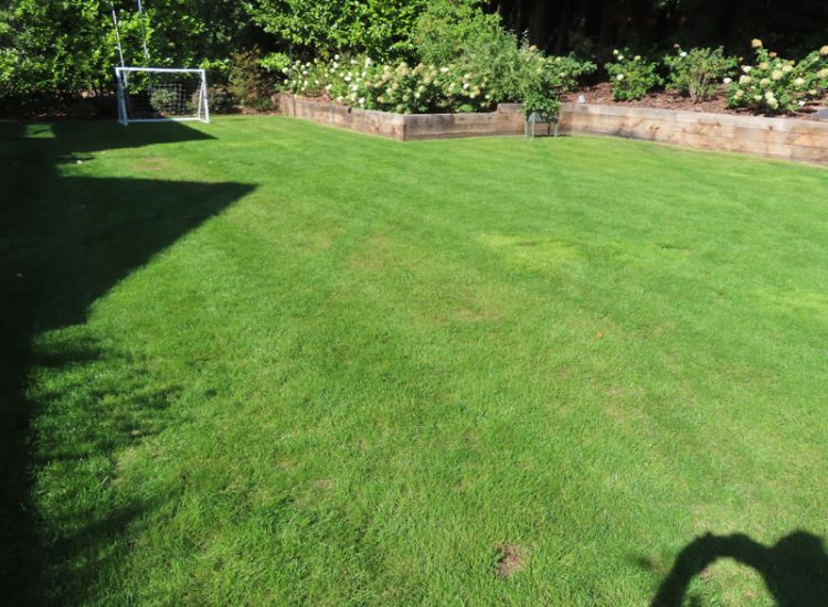 Lawn Drainage Hersham, Walton-on-Thames, Surrey, KT12 - A recently completed landscaped garden with drainage issues.