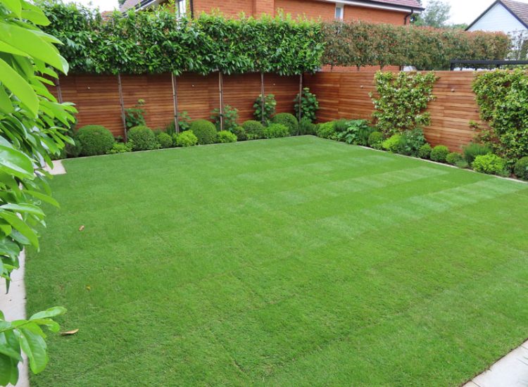 Turfing and Drainage Weybridge, Surrey, KT13 - Turfing of a small urban town garden that required drainage issues resolving first. Turfing and Drainage Weybridge, Surrey, KT13 - Turfing of a small urban town garden that required drainage issues resolving first.