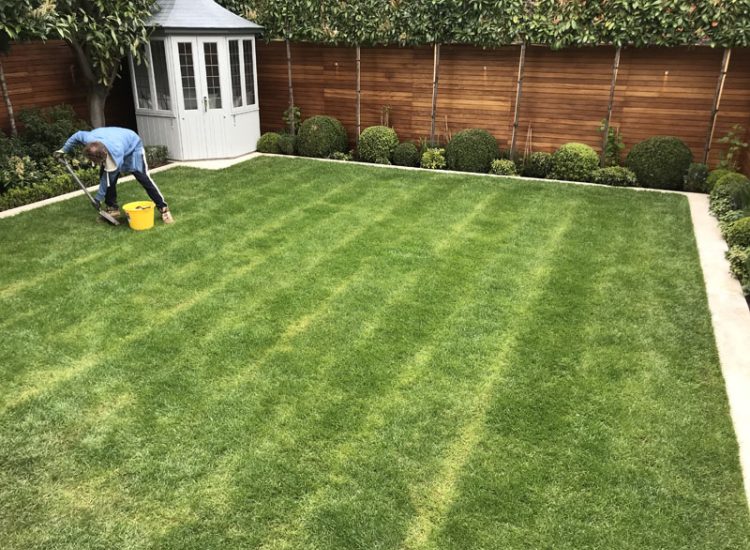 Turfing and Drainage Weybridge, Surrey, KT13 - Turfing of a small urban town garden that required drainage issues resolving first. Turfing and Drainage Weybridge, Surrey, KT13 - Turfing of a small urban town garden that required drainage issues resolving first.