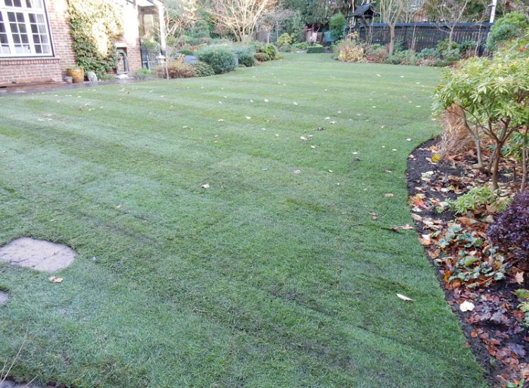 Turfing in Fleet, Hampshire, GU51 - A replacement lawn with new imported soil medium.