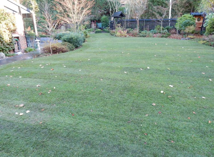 Turfing in Fleet, Hampshire, GU51 - A replacement lawn with new imported soil medium.