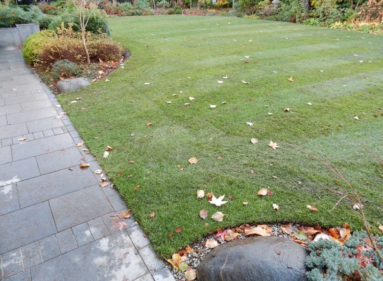 Turfing in Fleet, Hampshire, GU51 - A replacement lawn with new imported soil medium.