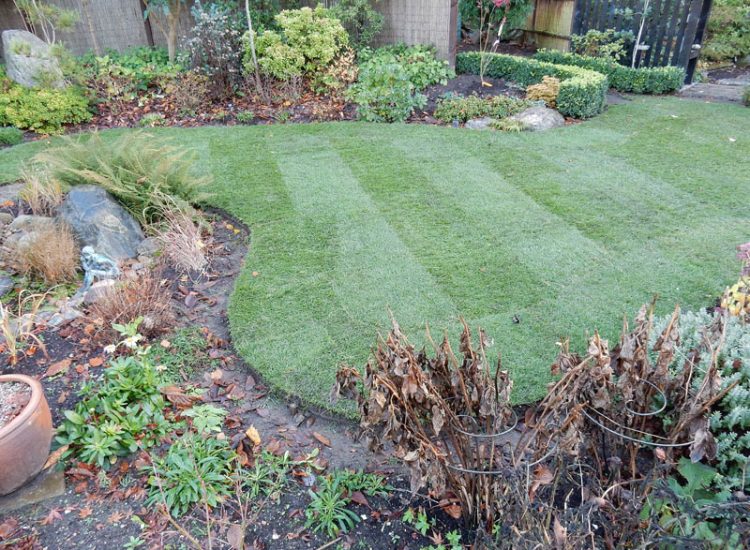 Turfing in Fleet, Hampshire, GU51 - A replacement lawn with new imported soil medium.