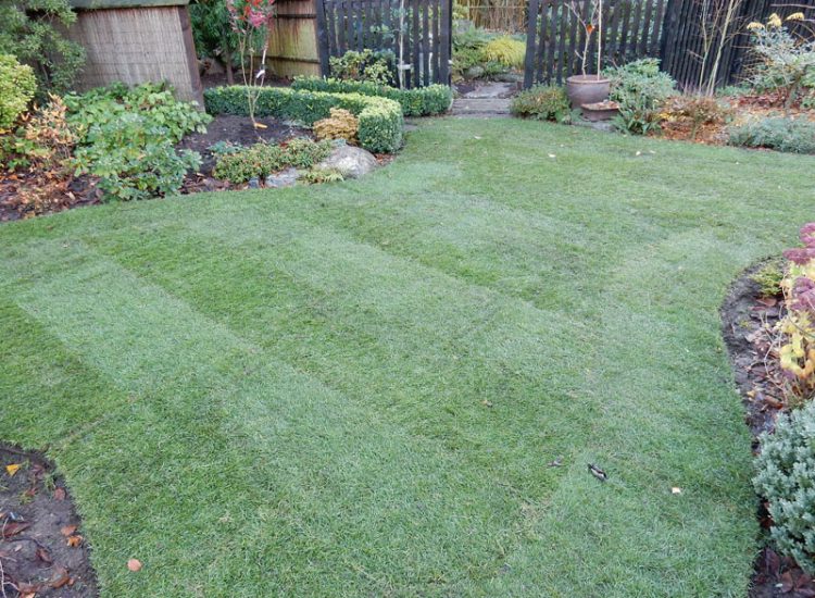 Turfing in Fleet, Hampshire, GU51 - A replacement lawn with new imported soil medium.